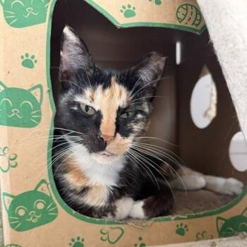 Jenny -  Domestic Short Hair Cat for Adoption in Jupiter, Florida - Jenny | PetCurious