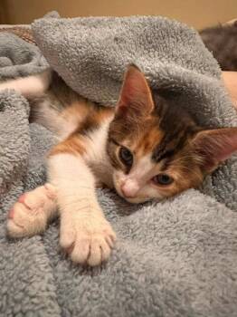 Ruby -  Calico Cat for Adoption in Knoxville, Tennessee - Ruby | PetCurious