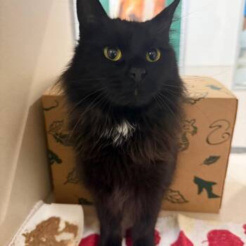 Domestic Long Hair Cats Available for Adoption - Baby | PetCurious