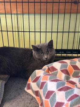 Domestic Short Hair Cats Available for Adoption - Cynthia | PetCurious