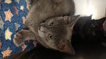 Russian Blue and Domestic Short Hair Cats Available for Adoption in Wasilla, Alaska - Valium | PetCurious