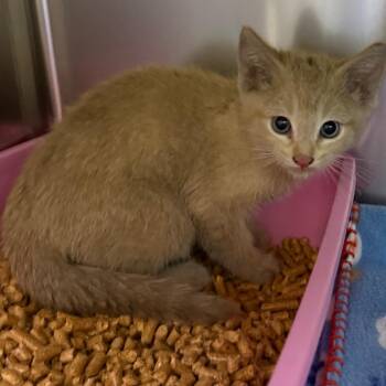 Domestic Short Hair Cats Available for Adoption in Galveston, Texas - Helmut | PetCurious