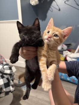 Samosa -  Domestic Short Hair Cat for Adoption in Fremont, California - Samosa | PetCurious