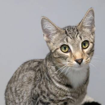 Ostrich -  Domestic Short Hair Cat for Adoption in Mckean, Pennsylvania - Ostrich | PetCurious