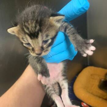 Parker -  Domestic Short Hair Cat for Adoption in West Palm Beach, Florida - Parker | PetCurious