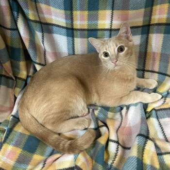 Rescue Domestic Short Hair and Tabby Cats for Adoption in Columbia, Missouri - Curious George | PetCurious