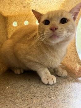 MAC -  Domestic Short Hair Cat for Adoption in Riverside, California - MAC | PetCurious