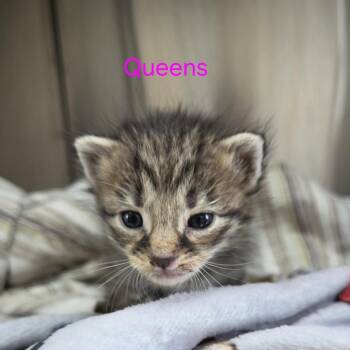 Queens -  Domestic Short Hair Cat for Adoption in Windsor, Virginia - Queens | PetCurious
