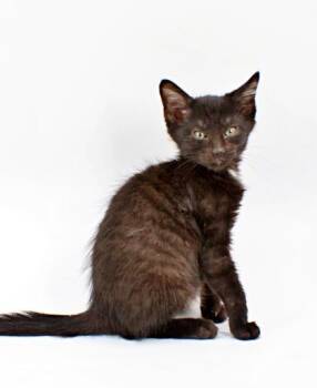 Mike -  Domestic Short Hair Cat for Adoption in Morton Grove, Illinois - Mike | PetCurious
