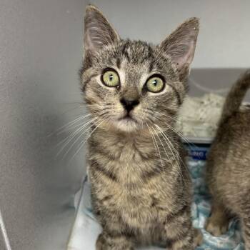 Road Rage -  Tabby Cat for Adoption in Columbia, South Carolina - Road Rage | PetCurious