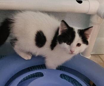 Domestic Short Hair Cats Available for Adoption in Evergreen, Colorado - Chili | PetCurious