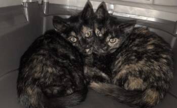 Scout -  Domestic Short Hair Cat Available for Adoption in Diamond Springs, California - Scout | PetCurious