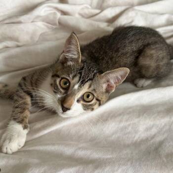 Domestic Short Hair Cats Available for Adoption in League City, Texas - Cassy | PetCurious