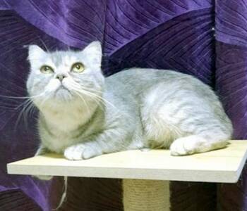 Rescue British Shorthair Cats for Adoption in Madison, Wisconsin - DHALIA | PetCurious