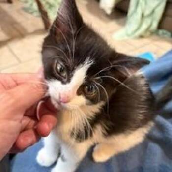 Greta -  Domestic Short Hair Cat for Adoption in Traverse City, Michigan - Greta | PetCurious