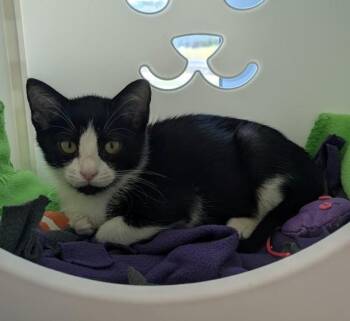 WEDNESDAY -  Domestic Short Hair Cat for Adoption in Leesburg, Virginia - WEDNESDAY | PetCurious