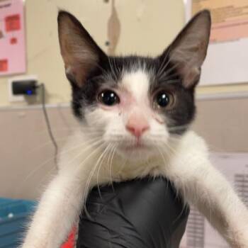 Dylan -  Domestic Short Hair Cat for Adoption in Chicago, Illinois - Dylan | PetCurious