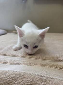 Ida -  Domestic Short Hair Cat for Adoption in Fishers, Indiana - Ida | PetCurious