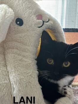 Domestic Short Hair Cats Available for Adoption in Oviedo, Florida - Lanie | PetCurious