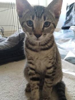Nico -  Domestic Short Hair Cat for Adoption in Frisco, Texas - Nico | PetCurious