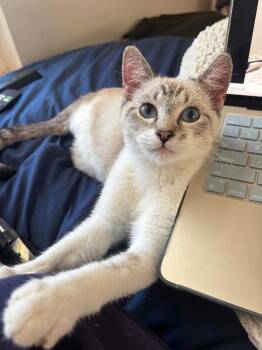 Momo -  Domestic Short Hair Cat for Adoption in Fort Collins, Colorado - Momo | PetCurious
