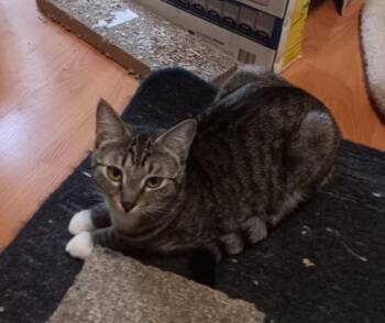 Rescue Domestic Short Hair Cats for Adoption in Union Gap, Washington - June | PetCurious