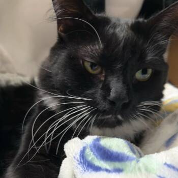 Domestic Long Hair Cats Available for Adoption in Long Beach, California - Pistachio | PetCurious