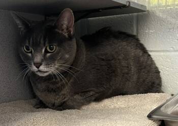 Rescue Domestic Short Hair Cats for Adoption in Salt Lake City, Utah - Miranda | PetCurious