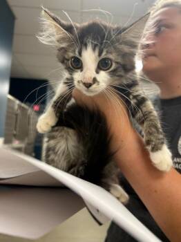 Buster -  Domestic Short Hair Cat for Adoption in Greenfield, Indiana - Buster | PetCurious