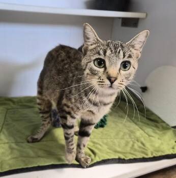Poppy -  Domestic Short Hair Cat for Adoption in Bolivar, Missouri - Poppy | PetCurious