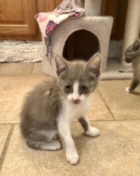 Domestic Short Hair Cats Available for Adoption in Green Valley, Arizona - Cupcake | PetCurious