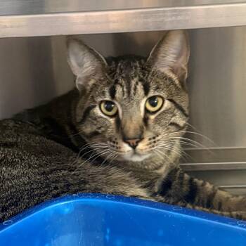 Domestic Short Hair Cats Available for Adoption in Springfield, Illinois - Martin | PetCurious