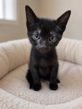 Wendy -  Domestic Short Hair Cat for Adoption in Savannah, Georgia - Wendy | PetCurious
