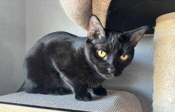 Domestic Short Hair Cats Available for Adoption in San Juan, San Juan - Loki | PetCurious