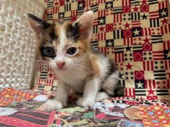 Domestic Short Hair Cats Available for Adoption in Riverside, California - SPICE | PetCurious