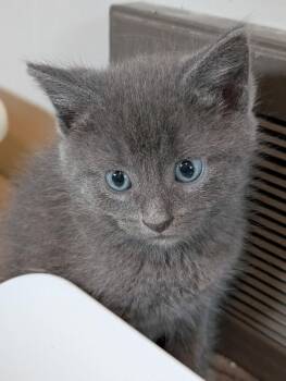 Julian -  Domestic Short Hair Cat for Adoption in Adrian, Michigan - Julian | PetCurious