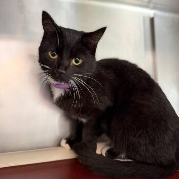Pixie 3060 -  Domestic Short Hair Cat for Adoption in Hamilton, Georgia - Pixie 3060 | PetCurious