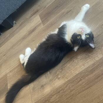 Loomis (Loomy) -  Domestic Medium Hair Cat for Adoption in Chicago, Illinois - Loomis (Loomy) | PetCurious