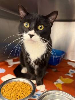 Domestic Short Hair Cats Available for Adoption - Gojo | PetCurious