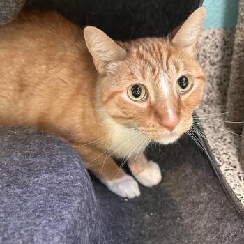 Domestic Short Hair Cats Available for Adoption in Fresno, California - Naranja | PetCurious