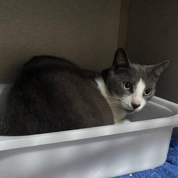 Domestic Medium Hair Cats Available for Adoption in Cumming, Georgia - Gary | PetCurious