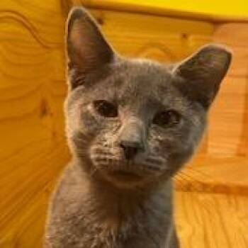Chelsea -  Domestic Short Hair Cat for Adoption in Rock Falls, Illinois - Chelsea | PetCurious