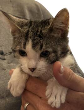 Rescue American Shorthair Cats for Adoption in Grove, Oklahoma - Pippy Girl | PetCurious