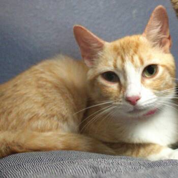 Tulip -  Domestic Short Hair Cat for Adoption in Lakeland, Florida - Tulip | PetCurious