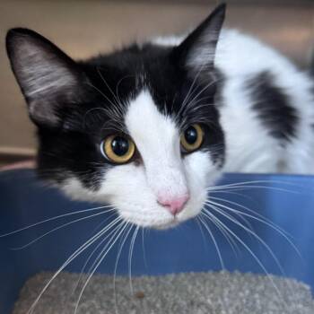 Loganberry -  Domestic Short Hair Cat for Adoption in South Haven, Michigan - Loganberry | PetCurious