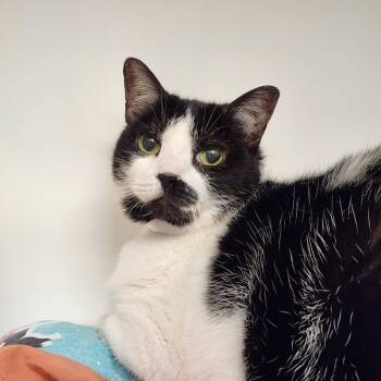 Rescue Domestic Short Hair Cats for Adoption in West Palm Beach, Florida - Glenda | PetCurious