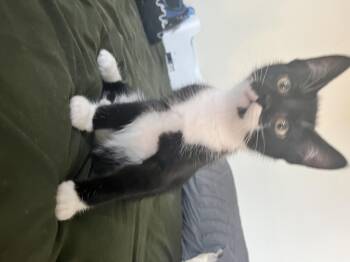 Crumble -  Domestic Short Hair Cat Available for Adoption in Sneads Ferry, North Carolina - Crumble | PetCurious