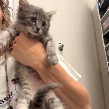 Rabbit -  Domestic Medium Hair Cat for Adoption in Chattanooga, Tennessee - Rabbit | PetCurious
