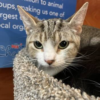 Domestic Short Hair Cats Available for Adoption in Pickering, Ontario - Delilah | PetCurious