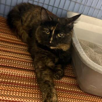 Sasha -  American Shorthair Cat for Adoption in Tipton, Iowa - Sasha | PetCurious